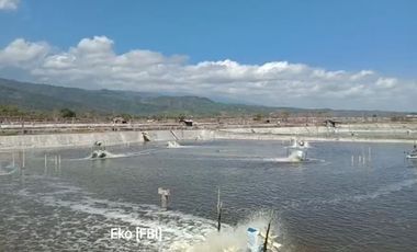 Tambak Udang Aktif & Produktif di Sambelia Lombok Timur NTB