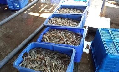 Tambak Udang Aktif & Produktif di Sambelia Lombok Timur NTB
