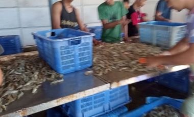 Tambak Udang Aktif & Produktif di Sambelia Lombok Timur NTB