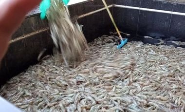 Tambak Udang Aktif & Produktif di Sambelia Lombok Timur NTB