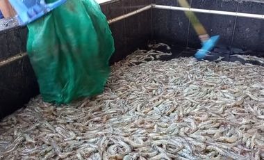 Tambak Udang Aktif & Produktif di Sambelia Lombok Timur NTB