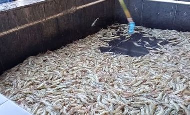 Tambak Udang Aktif & Produktif di Sambelia Lombok Timur NTB
