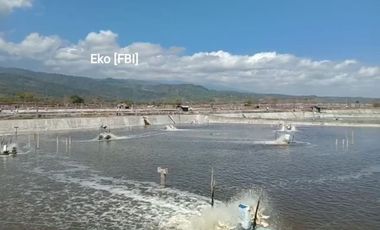 Tambak Udang Aktif & Produktif di Sambelia Lombok Timur NTB