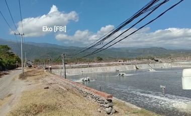 Tambak Udang Aktif & Produktif di Sambelia Lombok Timur NTB