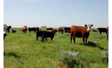 Campo en venta en Brandsen. 75 Has mixto