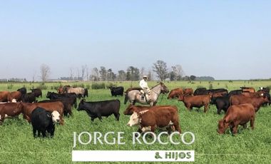 Campo en venta en Brandsen. 75 Has mixto