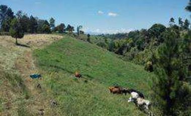 vendo finca ganadera de 16 hectareas o para parcelar cerca a lacteos popayan