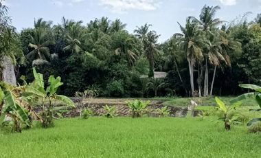 Land in Kedungu with rice field view 15 minutes from Canggu Bali