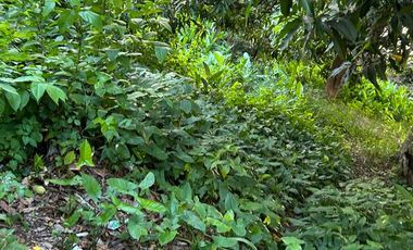 TERRENO URBANO EN VENTA ESPEJO I CENTRO TABASCO