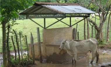 VENDO 900 HECTAREAS EN EL SUR DE SON DE VERAGUAS