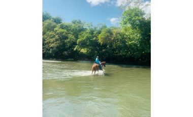 VENDO 900 HECTAREAS EN EL SUR DE SON DE VERAGUAS