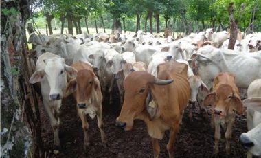 VENDO 900 HECTAREAS EN EL SUR DE SON DE VERAGUAS