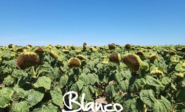 Terreno en Venta en Juan Jorba, General Pedernera, San Luis, Argentina