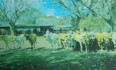 VENDO 1110 HECTAREAS EN VERAGUAS, OPORTUNIDAD ÚNICA