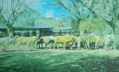 VENDO 1110 HECTAREAS EN VERAGUAS, OPORTUNIDAD ÚNICA