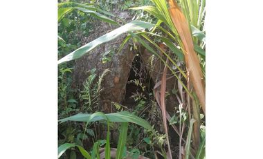 FUNDO AGRCOLA PARA SIEMBRA O PROYECTOS DIVERSOS EN CHANCHAMAYO