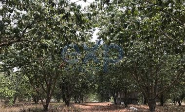 Unique Opportunity 3.76 Hectares of land with irrigation and fruit trees 20 minutes from Xalapa, Veracruz.