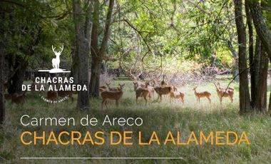 Terreno en venta en Carmen De Areco - Chacras de la Alameda