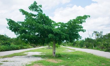 Terreno en venta, Bosques de Chicxulub (Pueblo)
