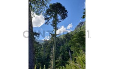 Parque natural de parcelas 209,5 ha en Melipeuco