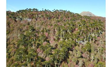 Parque natural de parcelas 209,5 ha en Melipeuco