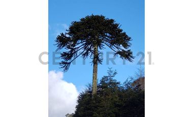 Parque natural de parcelas 209,5 ha en Melipeuco