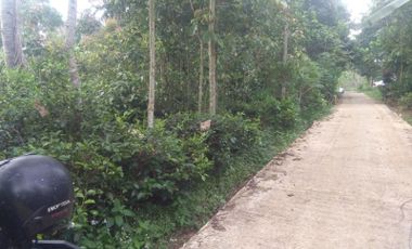 Tanah kebun teh pinggir jalan pemandangan bagus udara sejuk Darangdan kab Purwakarta