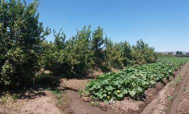 Parcela en venta en Curacaví