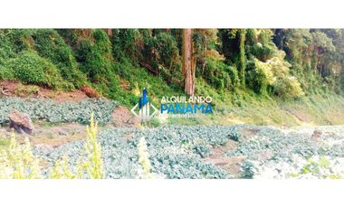En venta 6 hectáreas en Cerro Punta, hermosa finca de producción.