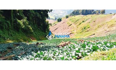 En venta 6 hectáreas en Cerro Punta, hermosa finca de producción.