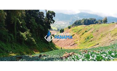 En venta 6 hectáreas en Cerro Punta, hermosa finca de producción.
