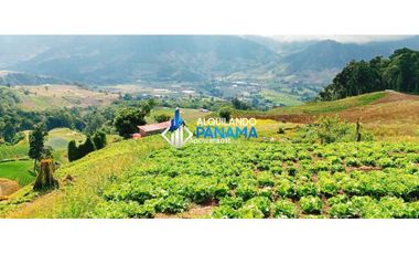 En venta 6 hectáreas en Cerro Punta, hermosa finca de producción.
