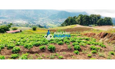 En venta 6 hectáreas en Cerro Punta, hermosa finca de producción.