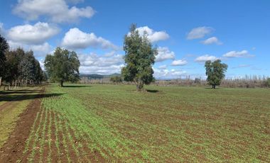 Terreno Construccion  en Venta en Longaví