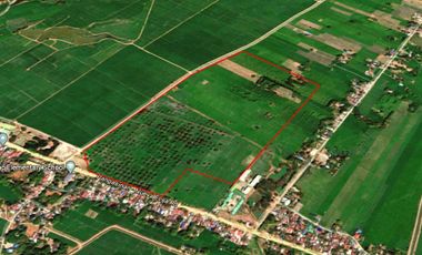 202-hectare Land for Sale in Guimba, Nueva Ecija