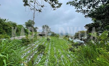Tanah kebun view bagus hawa sejuk candi kuning bedugul