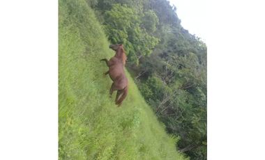 VENTA DE FINCA PROVINCIA DE CHIRIQU-4437RC