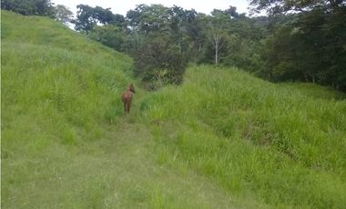 VENTA DE FINCA PROVINCIA DE CHIRIQU-4437RC