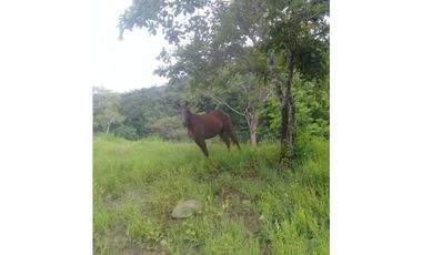 VENTA DE FINCA PROVINCIA DE CHIRIQU-4437RC