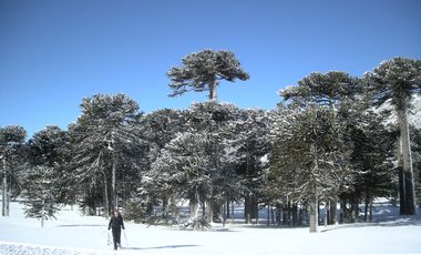 Casa Refugio Corralco Malalcahuello