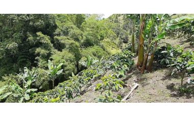 Excelente Finca Productiva para la venta Santa Rosa de Cabal Risaralda