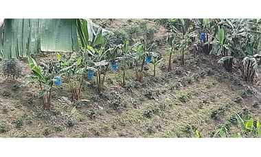 Excelente Finca Productiva para la venta Santa Rosa de Cabal Risaralda