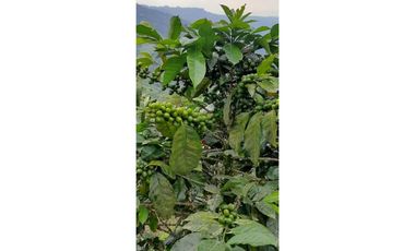 Excelente Finca Productiva para la venta Santa Rosa de Cabal Risaralda