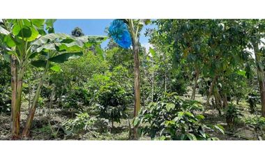 Excelente Finca Productiva para la venta Santa Rosa de Cabal Risaralda