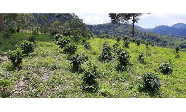 Excelente Finca Productiva para la venta Santa Rosa de Cabal Risaralda