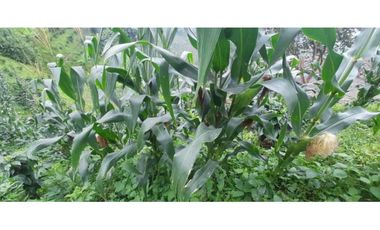 Excelente Finca Productiva para la venta Santa Rosa de Cabal Risaralda