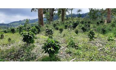 Excelente Finca Productiva para la venta Santa Rosa de Cabal Risaralda