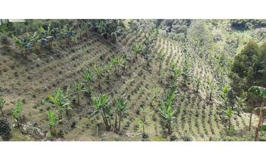Excelente Finca Productiva para la venta Santa Rosa de Cabal Risaralda