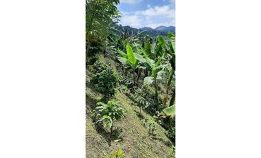 Excelente Finca Productiva para la venta Santa Rosa de Cabal Risaralda