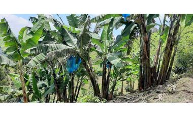 Excelente Finca Productiva para la venta Santa Rosa de Cabal Risaralda